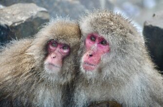 Японские макаки греются в парке Дзигокудани Японские макаки греются в парке Дзигокудани