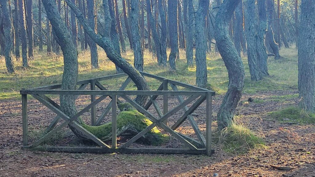 Танцующий лес на Куршской косе Танцующий лес на Куршской косе