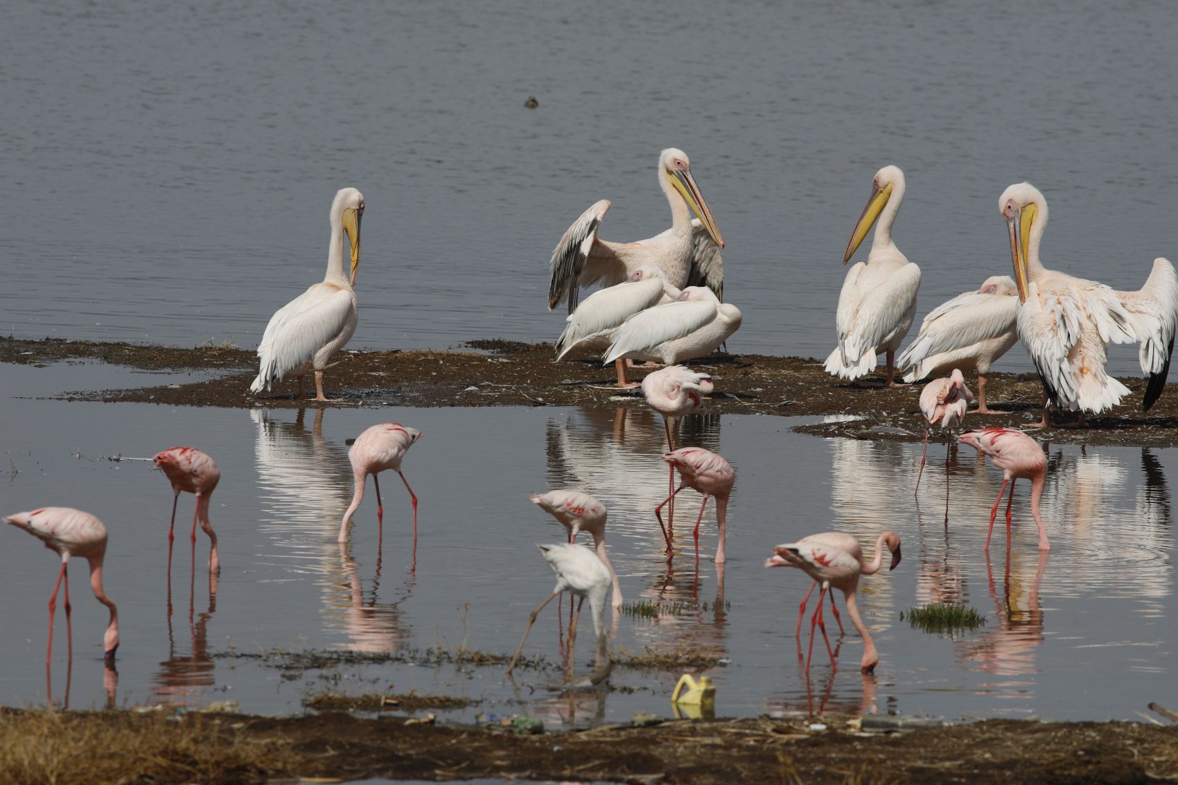 Maasai Mara – Lake Nakuru, авторский тур Maasai Mara – Lake Nakuru, авторский тур