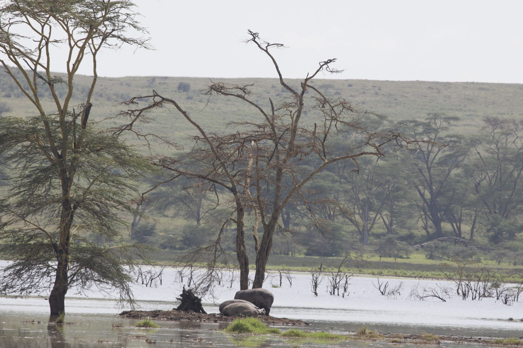 Lake Nakuru – Amboseli, авторский тур Lake Nakuru – Amboseli, авторский тур
