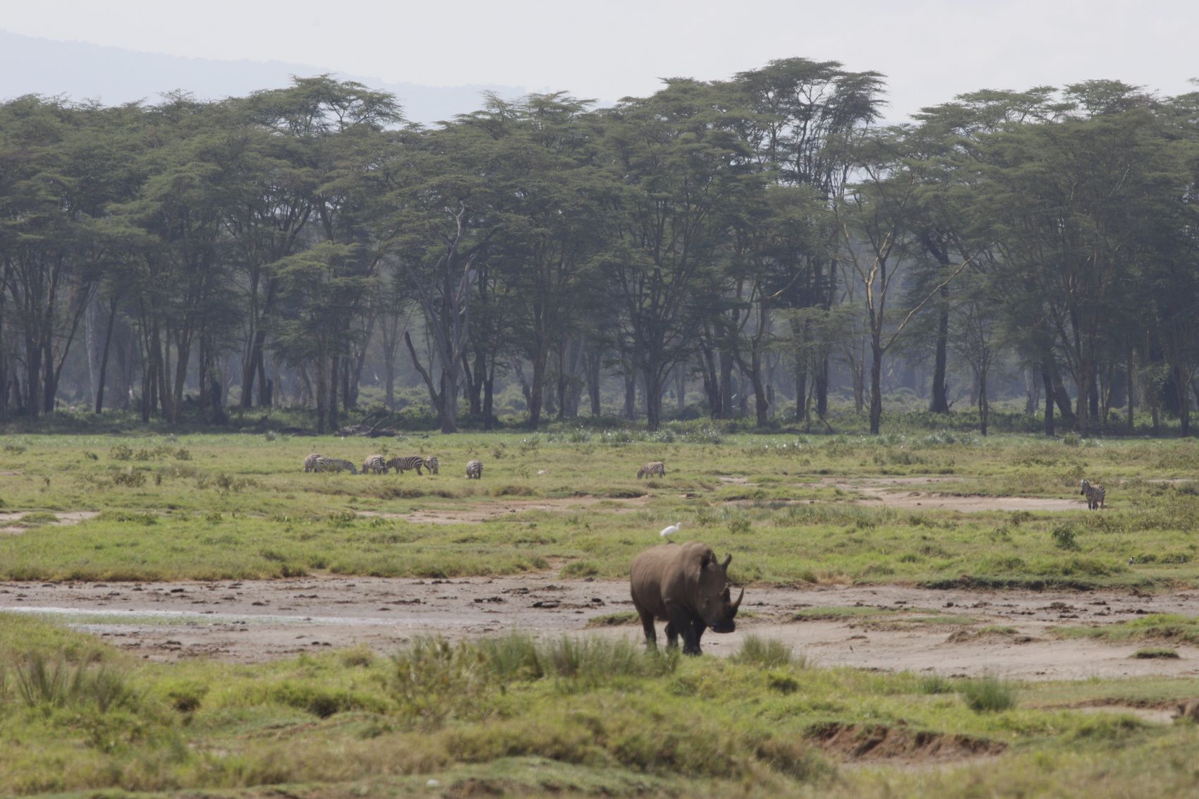 Amboseli Game drive, авторский тур Amboseli Game drive, авторский тур