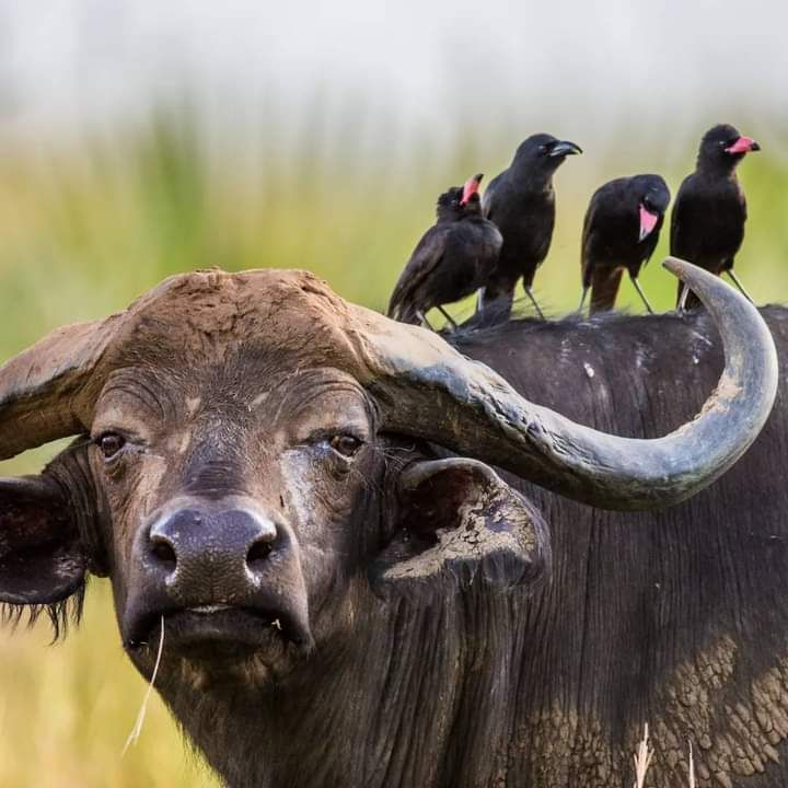 Full Day in Maasai Mara Big Five Encounters, Нарок, авторский тур Full Day in Maasai Mara Big Five Encounters, Нарок, авторский тур