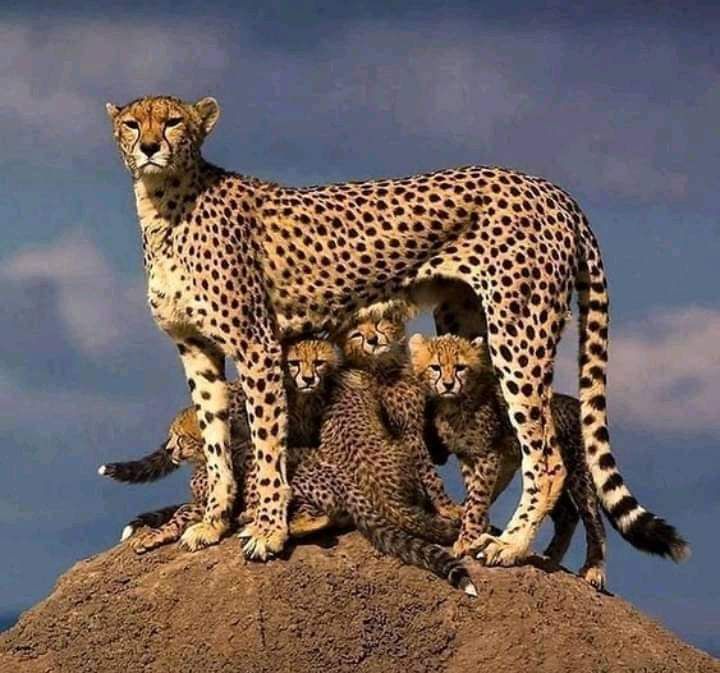 Lake Nakuru Game Drive and Return to Nairobi, Нарок, авторский тур Lake Nakuru Game Drive and Return to Nairobi, Нарок, авторский тур