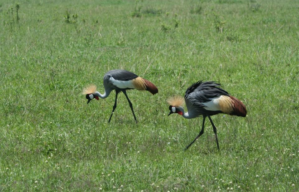 Тур в найроби: nairobi to Lake Nakuru, Кения, авторский тур