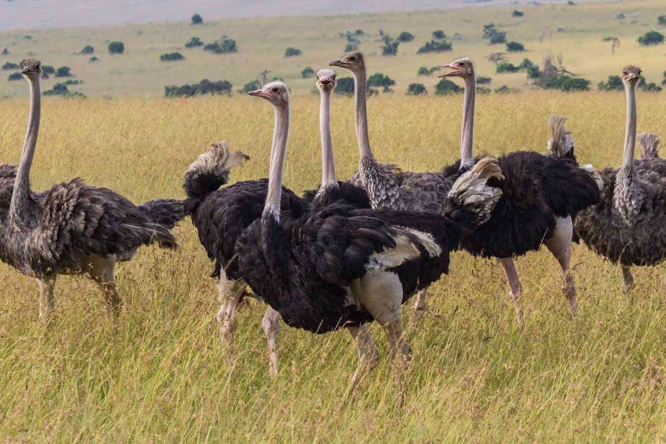 Тур найроби: lake Nakuru to Lake Bogoria/Baringo, Кения, авторский тур