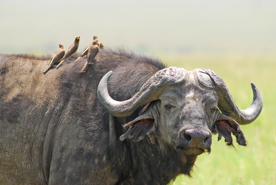 Тур найроби: maasai Mara to Nairobi, Кения, авторский тур