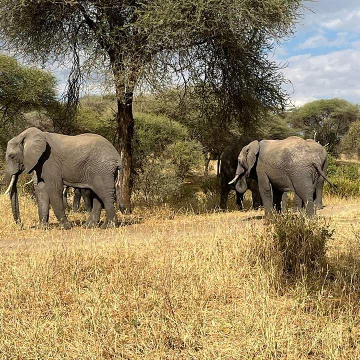 Full Day in Masai Mara, Кения, авторский тур Full Day in Masai Mara, Кения, авторский тур