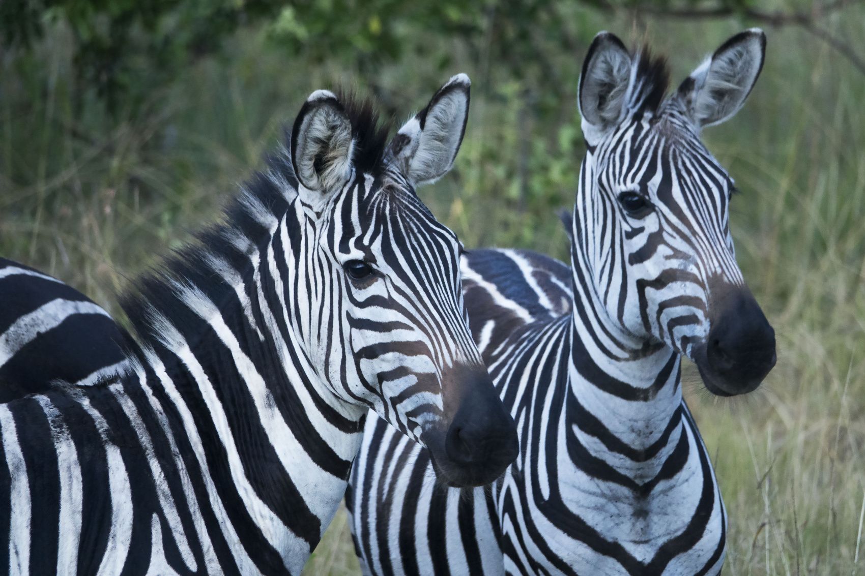 Тур уганду осенью: gAME DRIVE AND BOAT RIDE, Озеро Виктория, авторский тур Тур уганду осенью: gAME DRIVE AND BOAT RIDE, Озеро Виктория, авторский тур