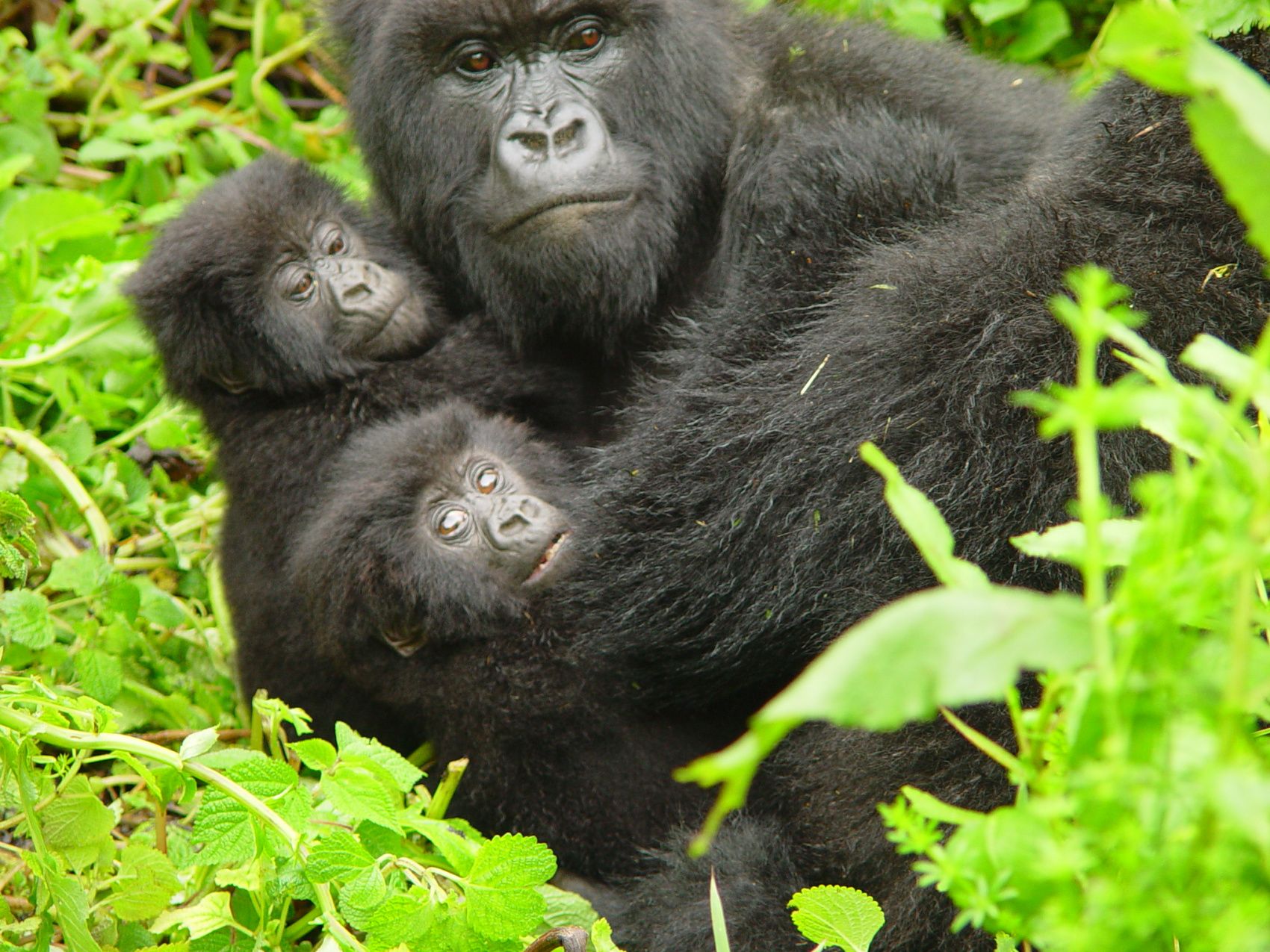 Тур уганду: cHIMPANZEE TREKKING AND RETURN TO KAMPALA, Озеро Виктория, авторский тур Тур уганду: cHIMPANZEE TREKKING AND RETURN TO KAMPALA, Озеро Виктория, авторский тур