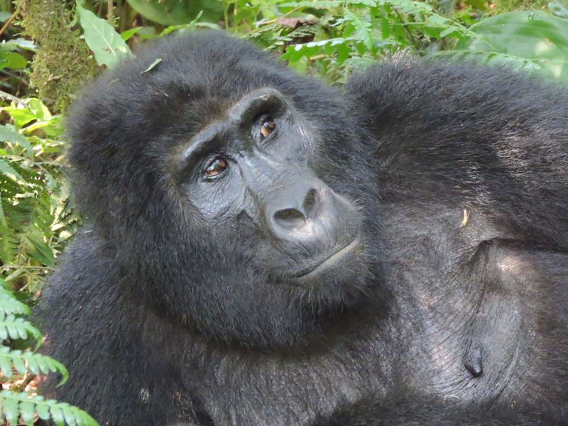 3 дня: gorilla Tracking, Озеро Виктория, авторский тур 3 дня: gorilla Tracking, Озеро Виктория, авторский тур