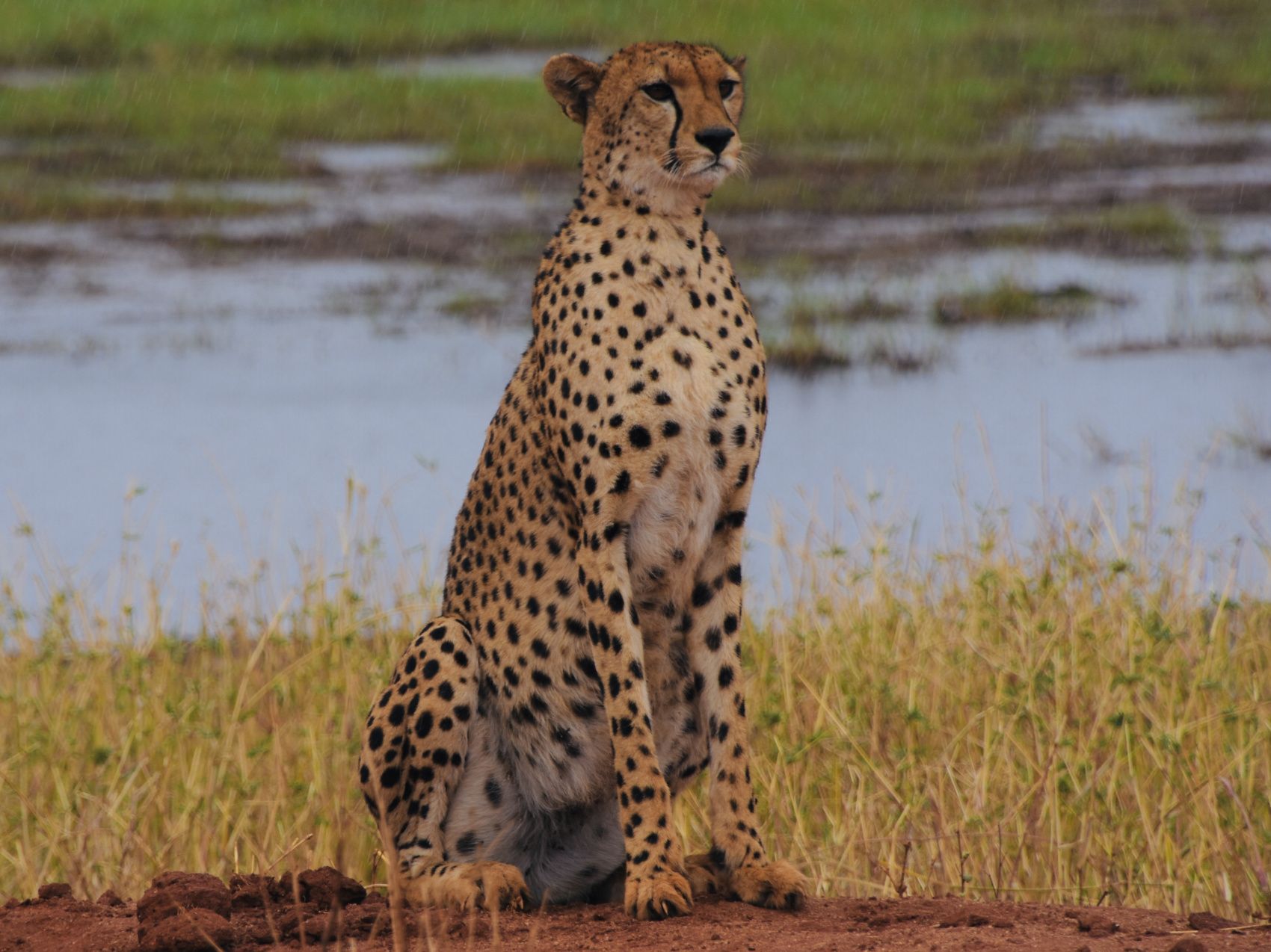 ТУР ПО КРАТЕРУ НА ЦЕЛЫЙ ДЕНЬ/ - SERENGETI N.P., Серенгети, авторский тур ТУР ПО КРАТЕРУ НА ЦЕЛЫЙ ДЕНЬ/ - SERENGETI N.P., Серенгети, авторский тур