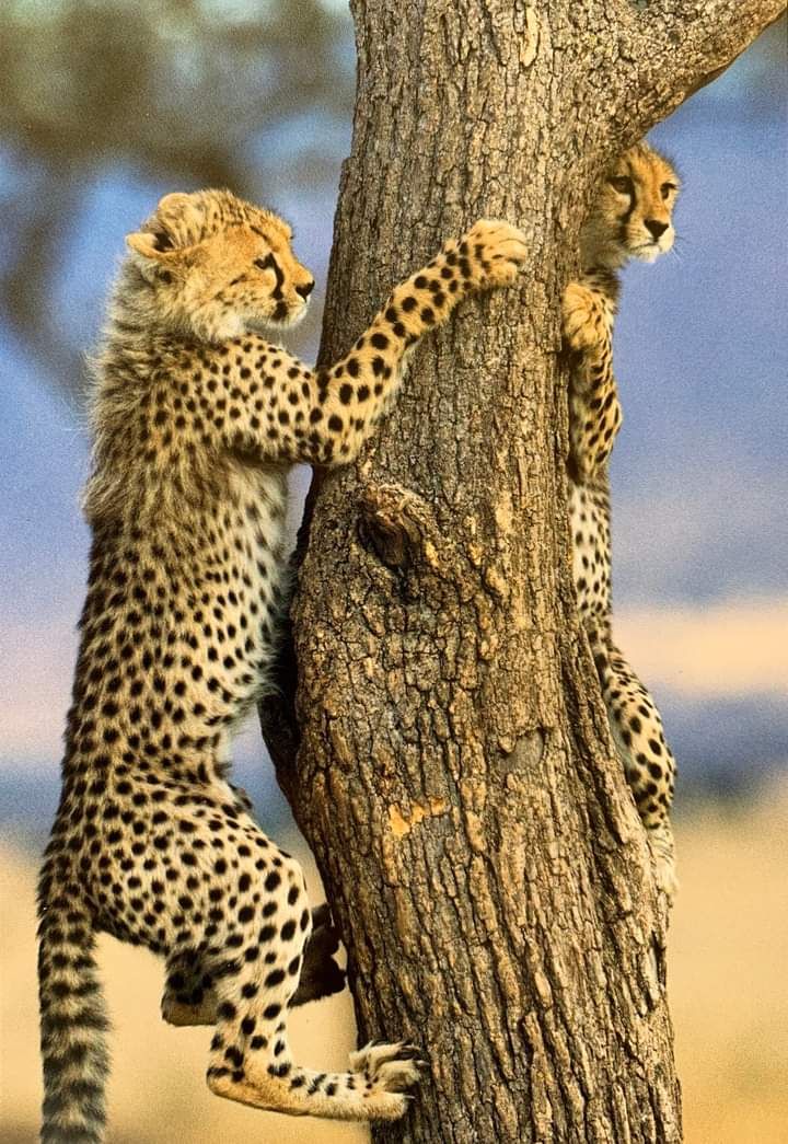 Nairobi to Amboseli National Park, Кения, авторский тур Nairobi to Amboseli National Park, Кения, авторский тур