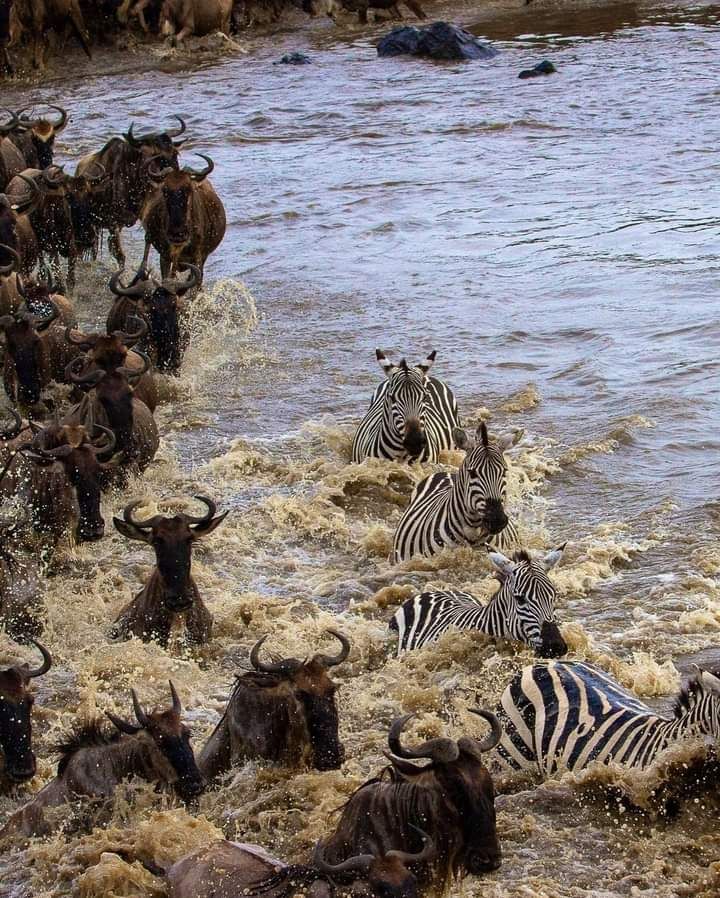 Full Day in Amboseli, Кения, авторский тур Full Day in Amboseli, Кения, авторский тур