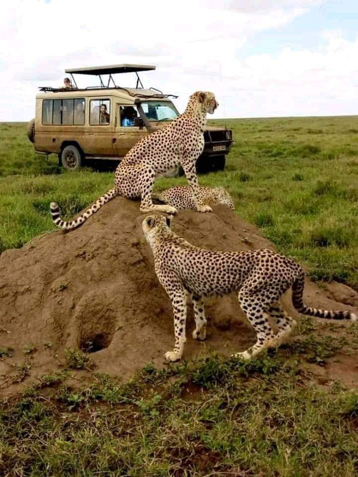 Full Day in Masai Mara, Кения, авторский тур Full Day in Masai Mara, Кения, авторский тур