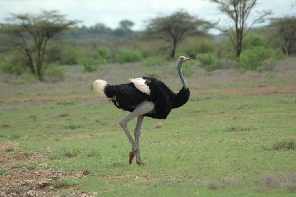 Тур в накуру: nairobi to Samburu National Park, Кения, авторский тур Тур в накуру: nairobi to Samburu National Park, Кения, авторский тур