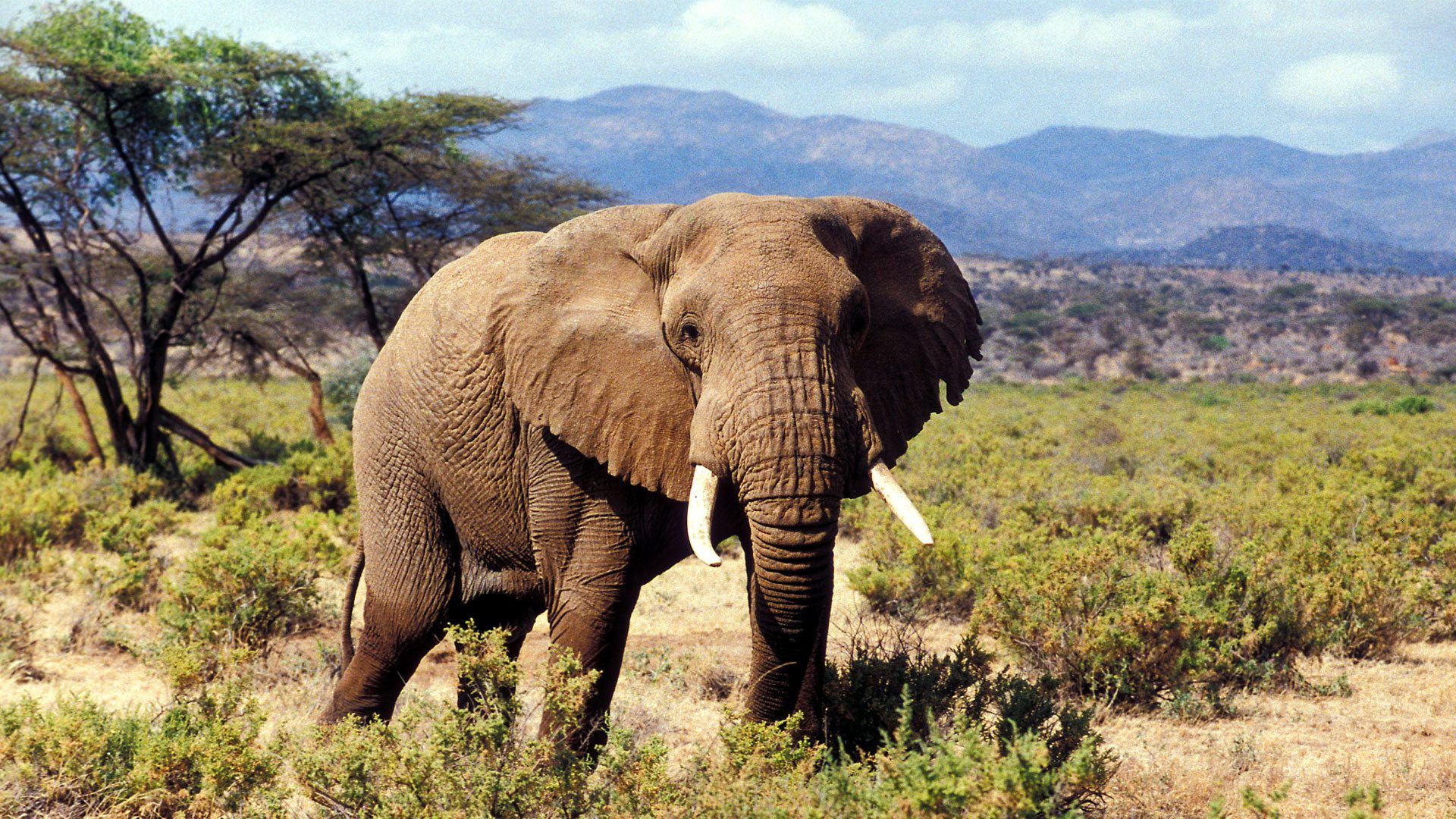 Тур накуру: samburu to Lake Nakuru National Park, Кения, авторский тур Тур накуру: samburu to Lake Nakuru National Park, Кения, авторский тур