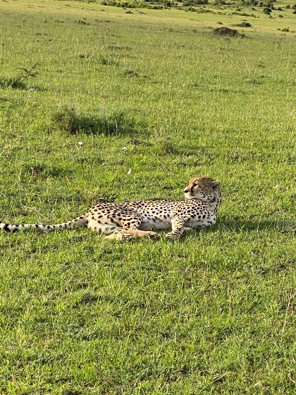Nairobi to Amboseli and Afternoon Game Drive, Кения, авторский тур Nairobi to Amboseli and Afternoon Game Drive, Кения, авторский тур