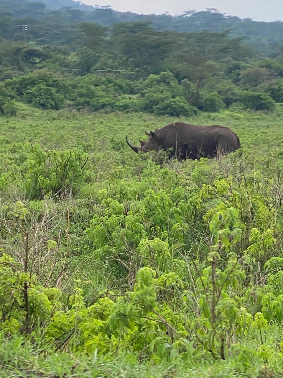 Full Day of Game Drives, Кения, авторский тур Full Day of Game Drives, Кения, авторский тур