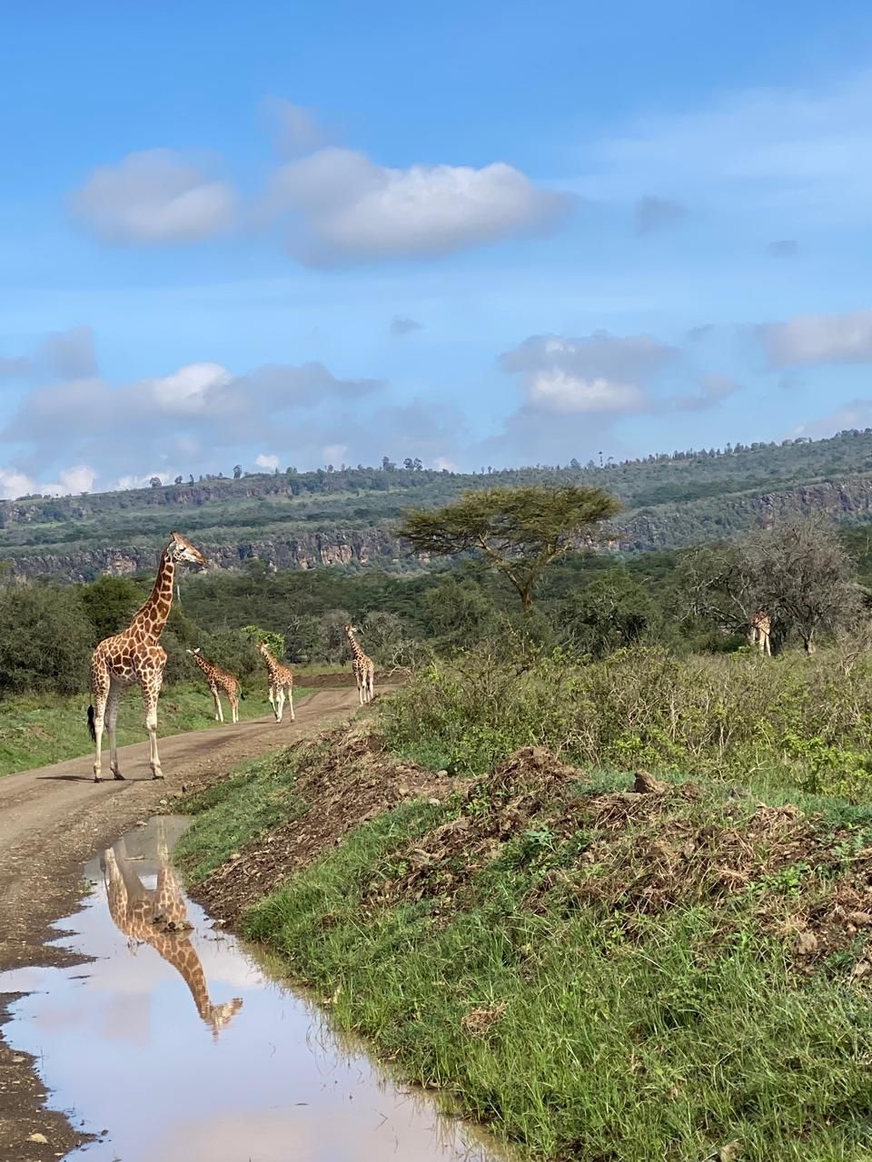 Morning Game Drive and Return to Nairobi, Кения, авторский тур Morning Game Drive and Return to Nairobi, Кения, авторский тур